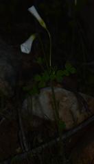 Oxalis campylorrhiza