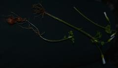 Oxalis campylorrhiza