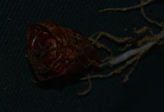 Oxalis campylorrhiza