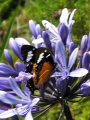Papilio dardanus cenea