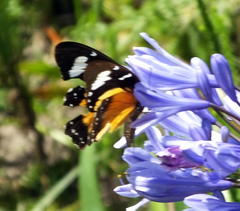 Papilio dardanus cenea