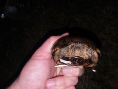 Kinosternon subrubrum subrubrum