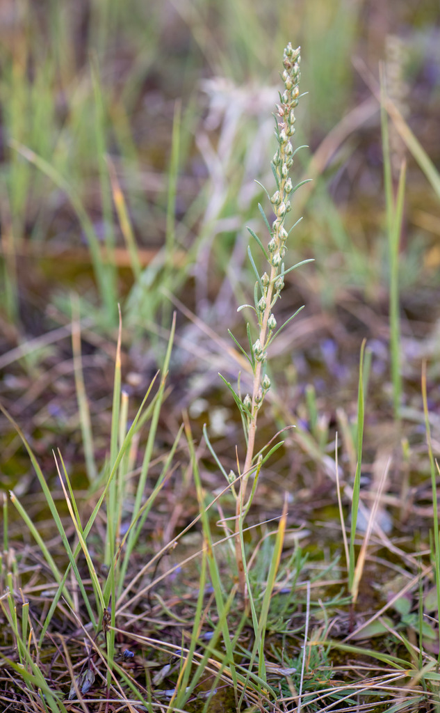 Artemisia dolosa