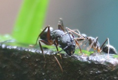 Camponotus