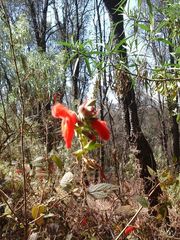 Salvia fulgens