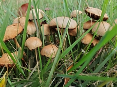 Agrocybe retigera