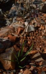 Tulbaghia capensis