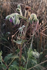 Borago