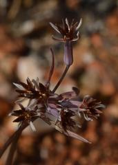 Tulbaghia capensis