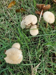 Agrocybe retigera