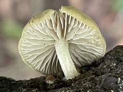 Simocybe sumptuosa