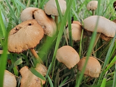 Agrocybe retigera