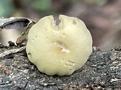 Simocybe sumptuosa