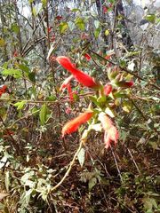 Salvia fulgens