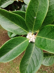 Magnoliopsida