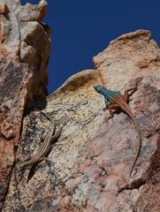 Platysaurus attenboroughi