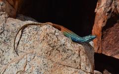 Platysaurus attenboroughi