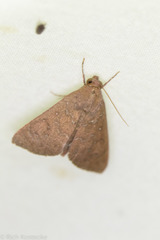 Anomis illita