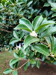 Magnoliopsida