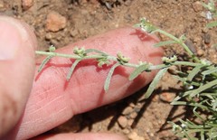 Pectocarya penicillata