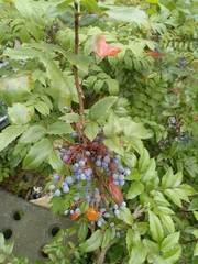 Berberis aquifolium