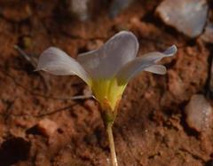Oxalis dreyerae