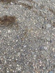 Paruroctonus maritimus
