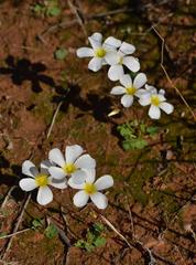 Oxalis dreyerae