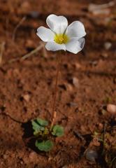 Oxalis dreyerae