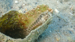 Parablennius tentacularis