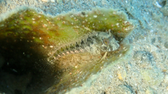 Parablennius tentacularis