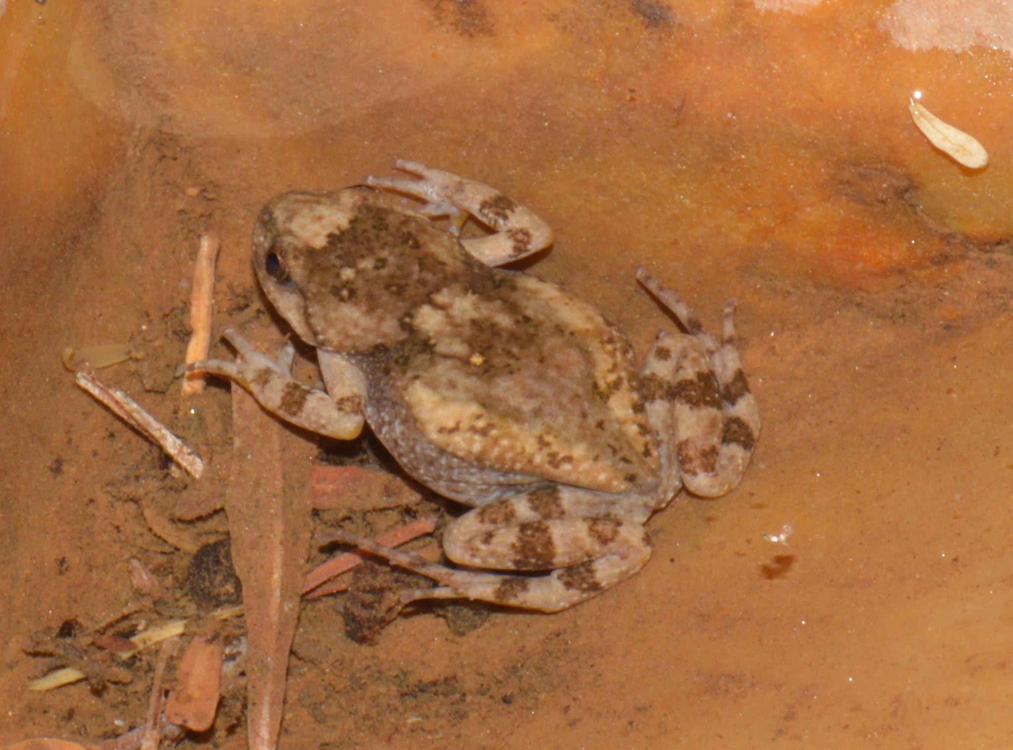 Namaqua Caco (Cacosternum namaquense) · iNaturalist Namaqua Caco (Cacosternum namaquense) · iNaturalist