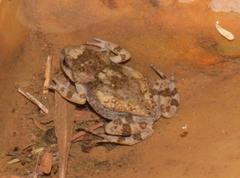 Namaqua Caco photo 1