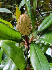 Magnolia grandiflora