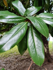 Magnolia grandiflora