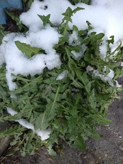 Taraxacum officinale