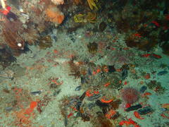 Caffrogobius nudiceps