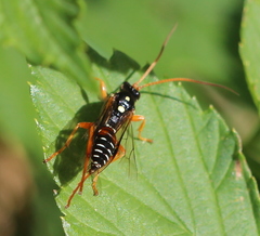 Eutanyacra licitatoria