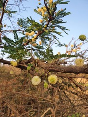 Vachellia robusta robusta