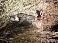 Sylvilagus cunicularius