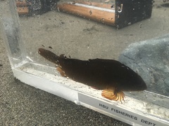Hexagrammos lagocephalus