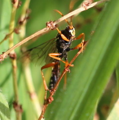 Eutanyacra licitatoria
