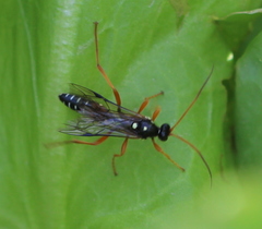 Eutanyacra licitatoria