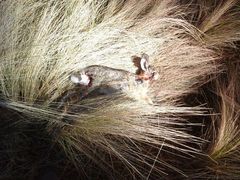 Sylvilagus cunicularius