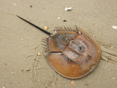 Tachypleus tridentatus