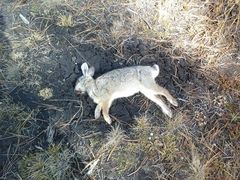 Sylvilagus cunicularius