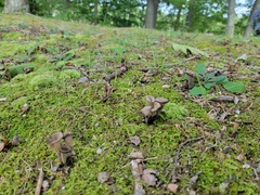 Craterellus cornucopioides