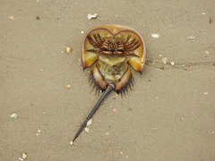 Tachypleus tridentatus