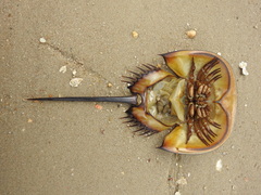 Tachypleus tridentatus