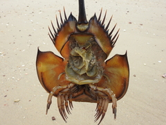 Tachypleus tridentatus